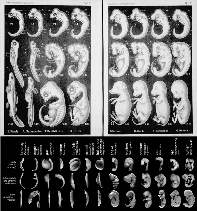 эволюция эмбрионы геккеля